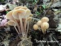 Gymnopus confluens-amf475-1
